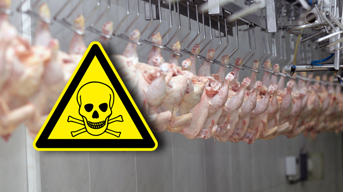 fda arsenic in chicken fda admits arsenic in chicken 2015