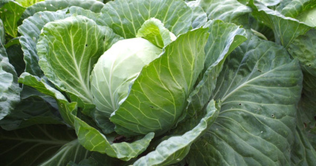 can you eat cabbage raw
