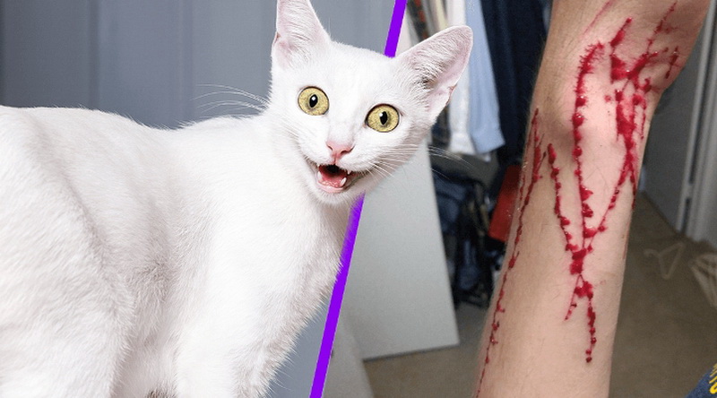 Cat Owner Shows The Aftermath Of An Accidental Attack On His Arm And It
